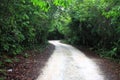 Road Winding through the Jungle Royalty Free Stock Photo