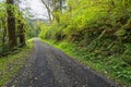 A road winds through the Siuslaw National Forest near Yachats, Oregon, USA