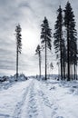 Road through winter calamitous forest Royalty Free Stock Photo