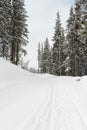 Road in winter forest