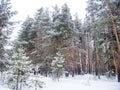 Road in winter forest. Christmas trees and pines covered with snow Royalty Free Stock Photo