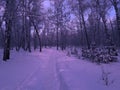 The road in the winter forest. Dark blue christmas and new year background. Trees in a snowy landscape. Royalty Free Stock Photo