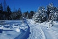 Road in the winter forest Royalty Free Stock Photo