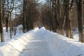 Road in winter forest