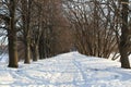 Road in winter forest