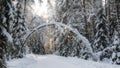 Road in the winter forest with sunbeams Royalty Free Stock Photo