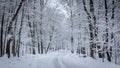 the road in the winter forest and trees in the snow on a cloudy day Royalty Free Stock Photo