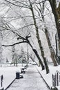 The road in the winter park with benches and trees covered in white snow