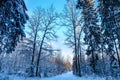 Road in the winter forest