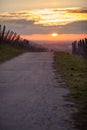 Road in winter sunset in vineyard Royalty Free Stock Photo