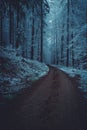 Road in wintry forest Royalty Free Stock Photo