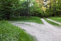 Road in a wood