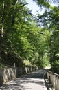 Road in the Wood at Baile Herculane Resort in Romania Royalty Free Stock Photo