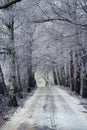 Road wood winter