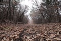 Road in the wood