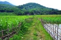 The road and wooden fences in the farm