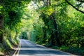 Road through the woods in Canterbury, Kent