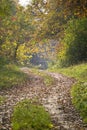 Road in the woods Royalty Free Stock Photo