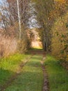 Road in woods while spring to autumn transition with beautiful orange and red tones