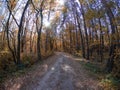 Road in woods while spring to autumn transition with beautiful orange and red tones