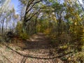 Road in woods while spring to autumn transition with beautiful orange and red tones