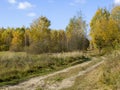 Road in woods while spring to autumn transition with beautiful orange and red tones