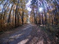 Road in woods while spring to autumn transition with beautiful orange and red tones