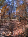 Road in woods while spring to autumn transition with beautiful orange and red tones