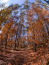 Road in woods while spring to autumn transition with beautiful orange and red tones