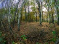 Road in woods while spring to autumn transition with beautiful orange and red tones