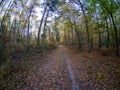 Road in woods while spring to autumn transition with beautiful orange and red tones