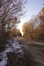 Road in the woods in sunset Royalty Free Stock Photo