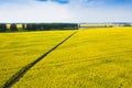 Road in the yellow blooming field in the countryside.