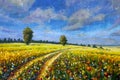 Road in a yellow flower field. Panoramic illustration