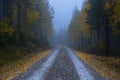 Road with yellow leaves in forest in foggy evening