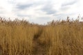 Road through yellow reed