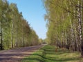 Road among young birches. spring young greens