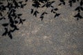 Roadbed covered with asphalt crumb and black shadows of tree branches