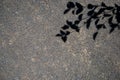 Roadbed covered with asphalt crumb and black silhouettes of tree branches