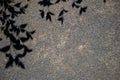 Roadbed covered with asphalt crumb and shadow silhouettes of tree branches