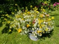 Peony bouquet in garden Royalty Free Stock Photo