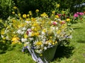 Peony bouquet in garden Royalty Free Stock Photo