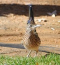 Roadrunner bird