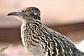 Roadrunner Desert Botanical Garden Phoenix, Arizona, United States