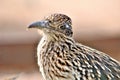 Roadrunner Desert Botanical Garden Phoenix, Arizona, United States