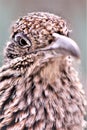 Roadrunner Desert Botanical Garden Phoenix, Arizona, United States