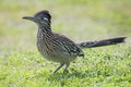roadrunner bird hunting food in grassy field,beak,feathers,wing,wildlife