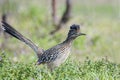 roadrunner bird hunting food in grassy field,beak,feathers,wing,wildlife Royalty Free Stock Photo