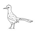 Roadrunner Bird Illustration Vector.Line Art Bird