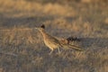 Roadrunner Bosque del Apache wildlife refuge in New Mexico